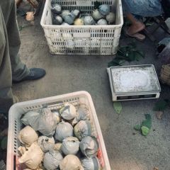 黄金梨产地直销