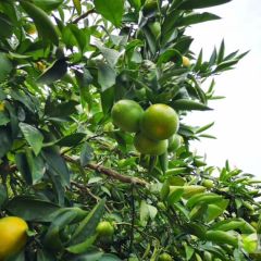 闻名全国的凤凰山蜜桔