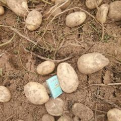 土豆大量上市质量不错