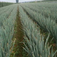 铁杆大葱上市了,价格便宜,质量好,粗30-40公分,欢迎老板味