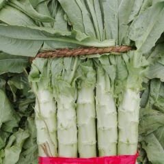 优质莴苣长年大量供应