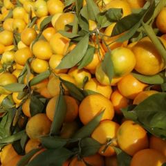 汉中叶桔即将上市