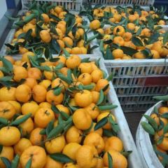 供应代办精品南丰蜜桔带客户乡下找货源