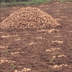 大量出售丽暑6号土豆