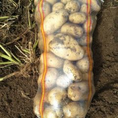 内蒙古武川县代办各种土豆