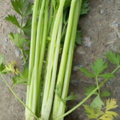 精品西芹，产地直供，保质保量，大中小棵，欢迎来电咨询！