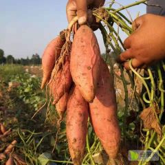 大量提供现货，精品烟薯25