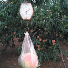 河北丰润大红冠仙桃已上市，热销中