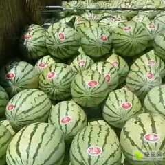 正宗宁夏硒砂瓜.金城5.金花一号、沙漠系列、质量三包!全国接单发货!