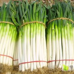 2019年河北蠡县长白大葱上市