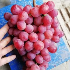 陕西大荔高山红提葡萄诚招客商