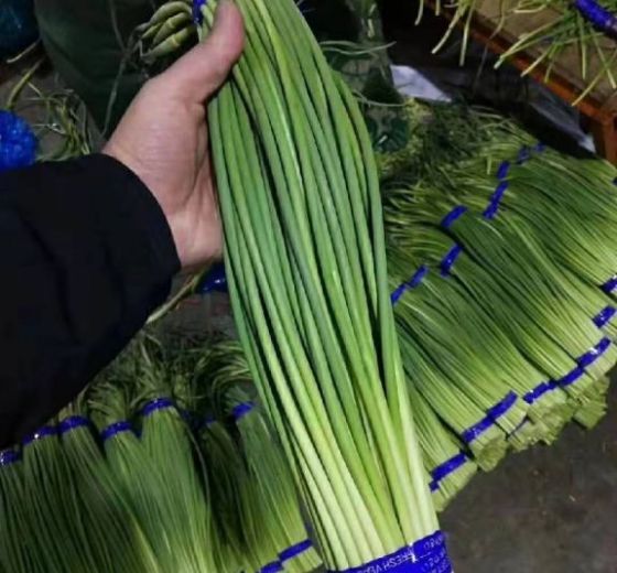 2019年山东金乡蒜薹价格