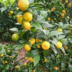 湖北优质蜜桔已大量上市