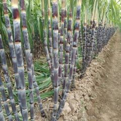 商丘黑皮甘蔗大量上市