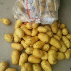 30-50克荷兰七号 库存薯量大.工人精选质量保证