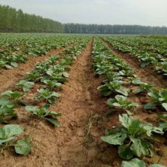 奥奇娜包菜马上可以上市了，可以预定包园