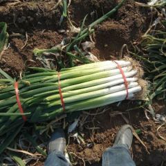 长白大葱！毛葱！净葱