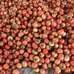 温室大红西红柿大量上市