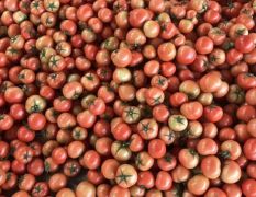温室大红西红柿大量上市