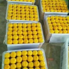 湖北宜昌特早熟柑桔蜜桔产地直销。