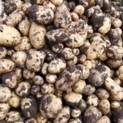 出售尤金885兴佳马铃薯