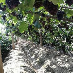 河北张家口市阳原县巨峰葡萄大量上市