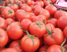 山东最大以色列大红西红柿种植基地