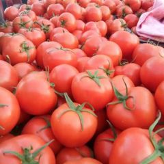 山东最大以色列大红西红柿种植基地