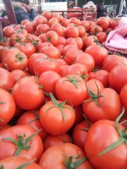 山东最大以色列大红西红柿种植基地