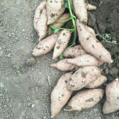 河南焦作万亩红薯大丰收代办高艳敏诚信代收