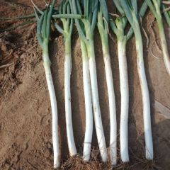 长白大葱大量上市有要的速与我联系