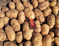 土豆大量供应，质量保证一眼看中