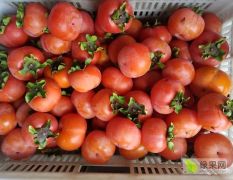 方柿子！小方红柿子！江苏省盐城市大丰区