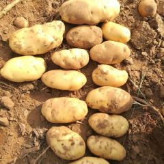 2020库存新加2.希森6.黄皮黄壤226白心土豆大量出货中