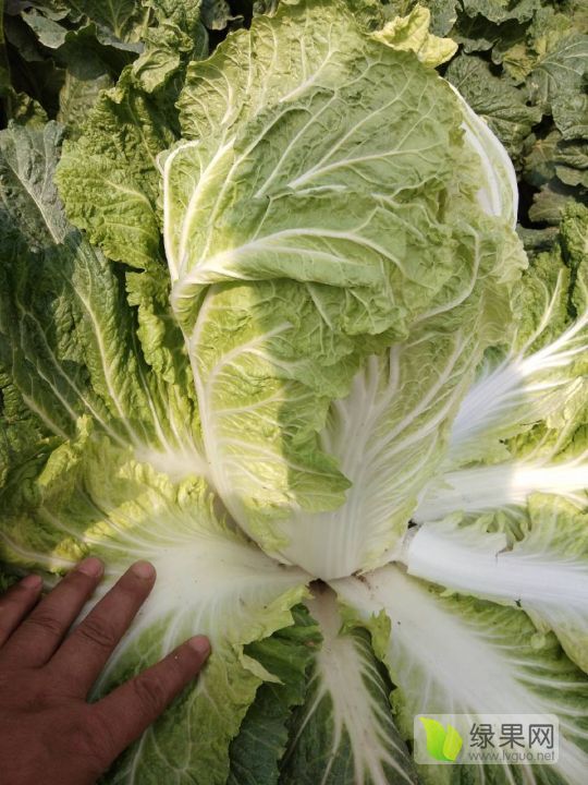 2019年山东坊子韩国黄心白菜价格