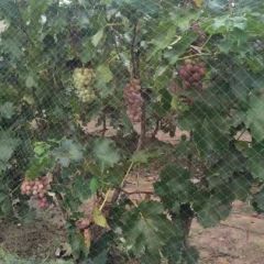 吃葡萄的好处预防心脑血管病！