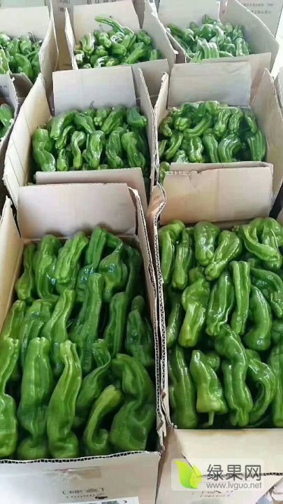 三十万亩精品大棚泡椒_辣椒价格行情_蔬菜商情网