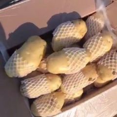大量供应荷兰十五土豆，三模马上上市