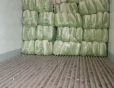 肥城石横平阴北京新三号大白菜大量供应