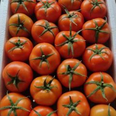 山东聊城莘县西红柿大量上市中，价格下滑