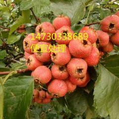 大金星山楂产地批发欢迎新老客户洽谈业务