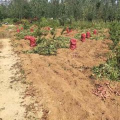 红薯大量上市价格便宜