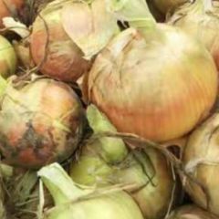 金塔优质洋葱上市中，黄皮葱