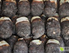 大量出售正宗槟榔芋各种品种红薯，芋头红薯速冻原料
