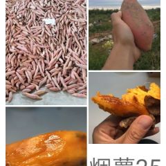 大量供应烟薯25红蜜薯