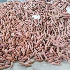 山东红蜜薯选我没问题