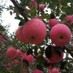 陕西红富士苹果批发价格