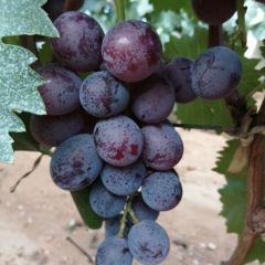 平度大田巨峰，品质好，价格1.9元/斤