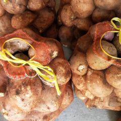 红薯大量上市，欢迎广大新老客户选购！