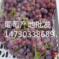 晋州市袁家庄佳力果品站，冰糖巨峰葡萄，大量上市